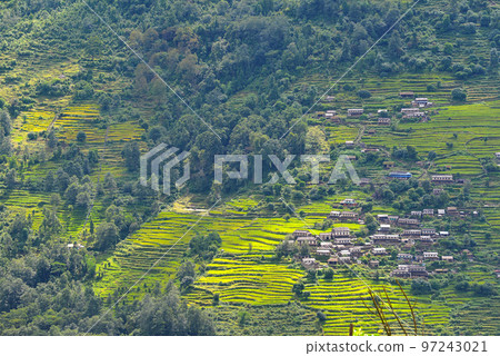 Terraced rice fields in Nepal 97243021
