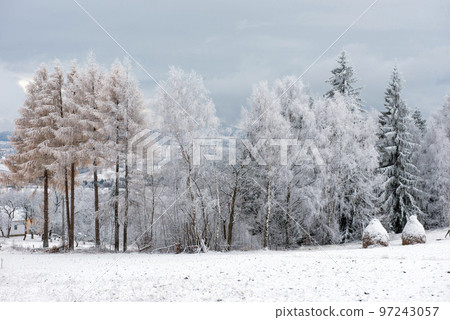 First snow in the forest First snow in the forest 97243057