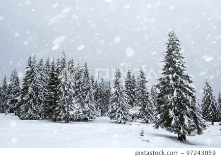 Snow fall in winter forest 97243059