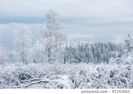 Winter trees covered with hoarfrost Winter trees covered with hoarfrost 97243063