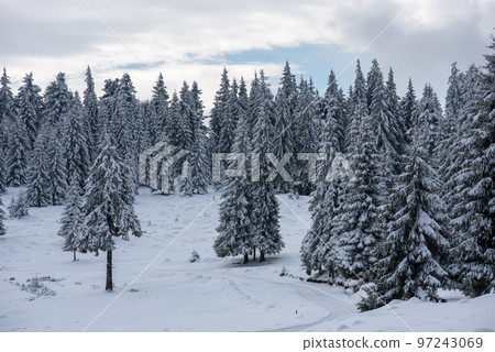 Fairy snowy winter Christmas landscape Fairy snowy winter Christmas landscape 97243069