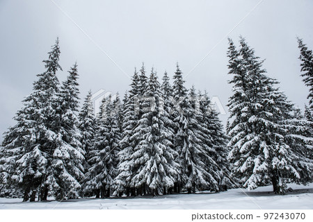 Winter landscape with snow on trees Winter landscape with snow on trees 97243070