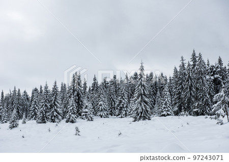 Winter forest covered with snow Winter forest covered with snow 97243071