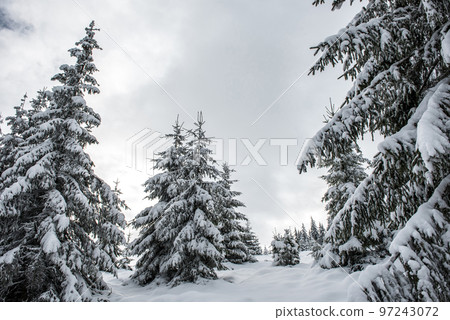 Winter landscape with snow on trees Winter landscape with snow on trees 97243072