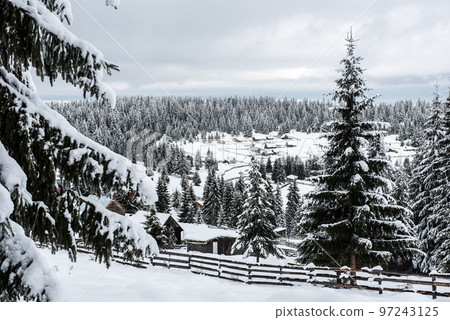 Winter forest covered with snow Winter forest covered with snow 97243125