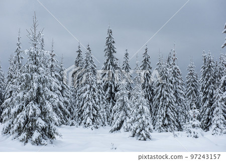 Fairy winter landscape with fir trees 97243157