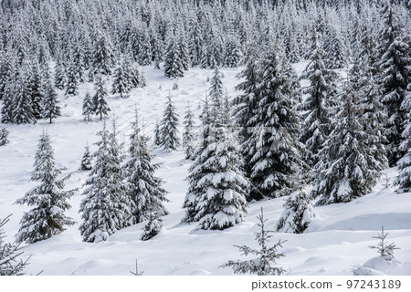 Christmas background with snowy fir trees 97243189