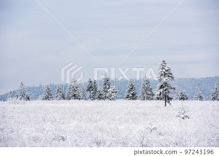 Fairy snowy winter Christmas landscape Fairy snowy winter Christmas landscape 97243196