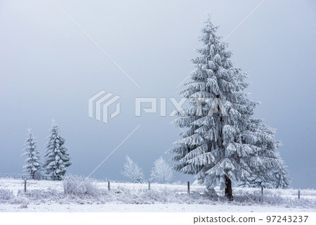Snow covered frozen trees in the mountains Snow covered frozen trees in the mountains 97243237