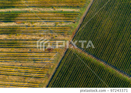Aerial view of a vineyard in afternoon lights Aerial view of a vineyard in afternoon lights 97243371