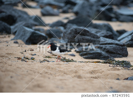 Eurasian oystercatcher (Haematopus ostralegus) bird, tjaldur in Iceland 97243591