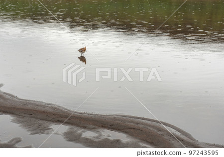 Black tailed Godwit bird in the wild, Iceland Black tailed Godwit bird in the wild, Iceland 97243595