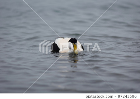 Barnacle goose, Branta leucopsis on Jokulsarlon glacial lagoon in Iceland Barnacle goose, Branta leucopsis on Jokulsarlon glacial lagoon in Iceland 97243596