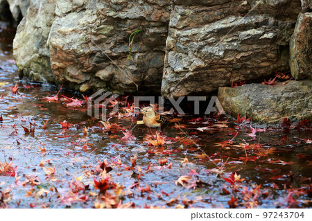 落葉和鳥兒 落葉和鳥兒 97243704