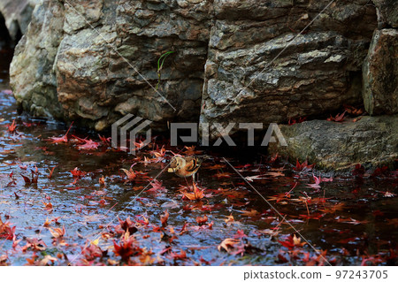 fallen leaves and birds 97243705