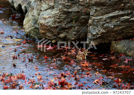 落葉和鳥兒 97243707