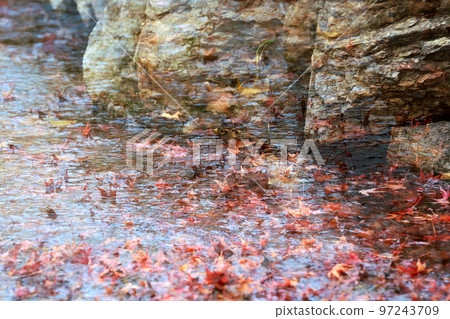 落葉和鳥兒 落葉和鳥兒 97243709