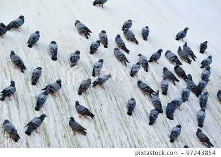 Pigeons sitting on Swayambhunath stupa Pigeons sitting on Swayambhunath stupa 97243854