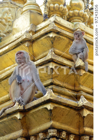 Two macaques on top of chorten in Swayambhunath, Kathmandu, Nepal Two macaques on top of chorten in Swayambhunath, Kathmandu, Nepal 97243856