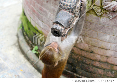 Monkey drinking from a public fountain. Swayambunath temple, Nepal 97243857