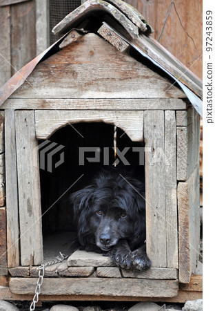 Dog in the dog house Dog in the dog house 97243859