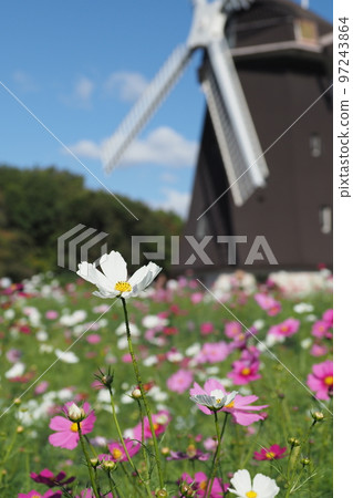 Park windmill and cosmos Park windmill and cosmos 97243864