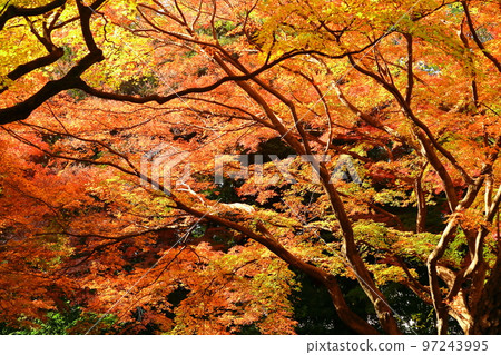 燃燒的秋天 燃燒的秋天 97243995