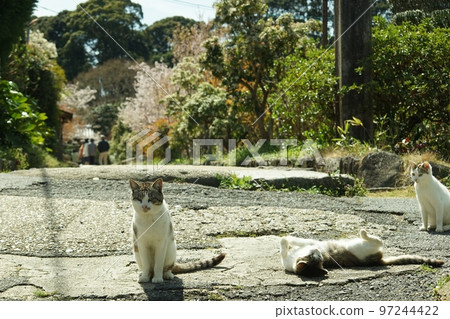 A cat living in front of the gate of Joruriji Temple in Kyoto, where cherry blossoms are in bloom A cat living in front of the gate of Joruriji Temple in Kyoto, where cherry blossoms are in bloom 97244422