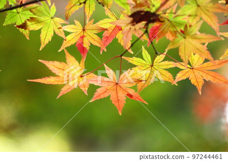 燃燒的秋天 燃燒的秋天 97244461