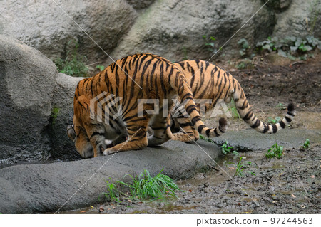 Amur tiger brother drinking water Amur tiger brother drinking water 97244563