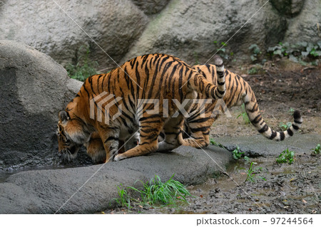 Amur tiger brother drinking water Amur tiger brother drinking water 97244564