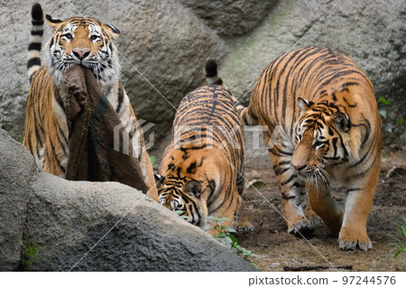 Three Amur tiger brothers playing with jute bags Three Amur tiger brothers playing with jute bags 97244576