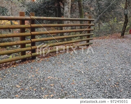 Mushrooms growing from logs Mushrooms growing from logs 97245031