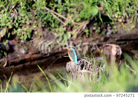 Kingfisher Ageo Maruyama Park Ageo City, Saitama Prefecture 97245271