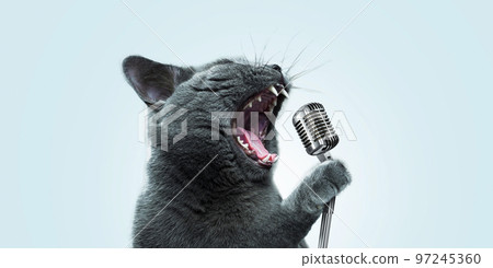 Funny emotional cat artist singing and holding a vintage metal microphone at a party on a pastel blue background. Pet singer, creative idea. Rockstar 97245360