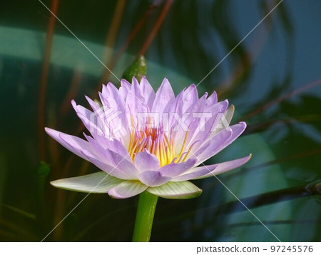 water lily pink pearl water lily pink pearl 97245576