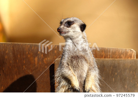 Meerkat Up 上尾丸山公園,埼玉縣上尾市 Meerkat Up 上尾丸山公園,埼玉縣上尾市 97245579