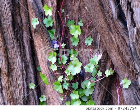 ivy orchid flower blooming on a sequoia tree ivy orchid flower blooming on a sequoia tree 97245754