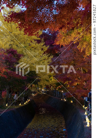 Kawaguchiko Momiji Corridor Momiji Illumination Kawaguchiko Momiji Corridor Momiji Illumination 97245827
