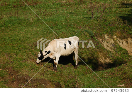Hokkaido pastured cows 97245983