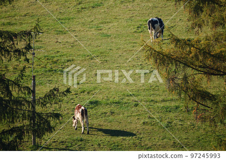 Hokkaido pastured cows 97245993