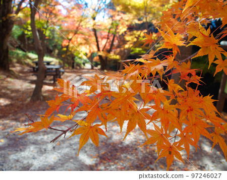 秋天的紅葉自然風光(多彩的日本楓樹隧道) 秋天的紅葉自然風光(多彩的日本楓樹隧道) 97246027