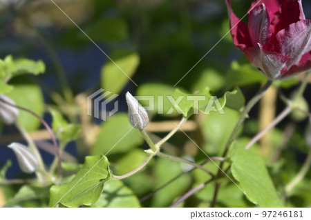 Nubia Clematis 97246181