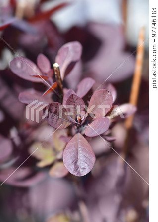 Smoke tree Royal Purple Smoke tree Royal Purple 97246183