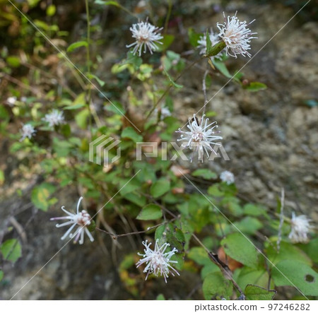 秋天美麗綻放的小野吹雪 97246282