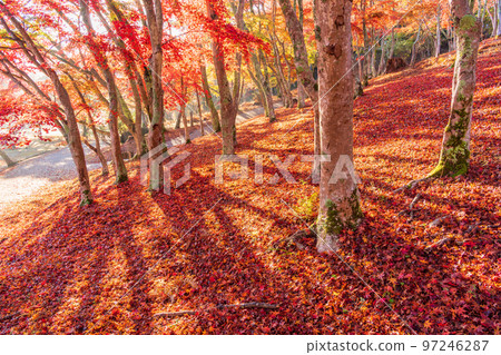 （靜岡）修善寺自然公園楓樹林秋天的地毯 97246287