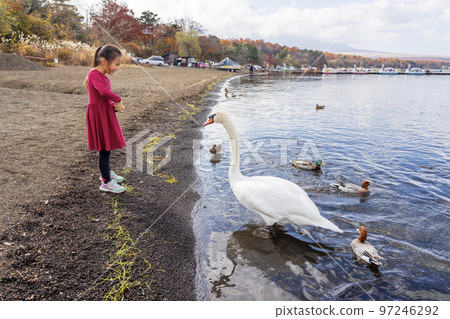 A girl interacting with the swans of Lake Yamanaka A girl interacting with the swans of Lake Yamanaka 97246292