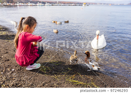 A girl interacting with the swans of Lake Yamanaka A girl interacting with the swans of Lake Yamanaka 97246293