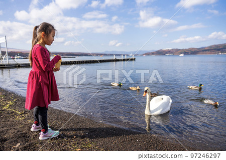 與山中湖天鵝互動的少女 與山中湖天鵝互動的少女 97246297