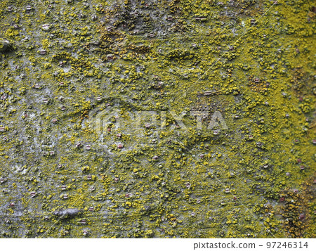 Bark with moss Bark with moss 97246314